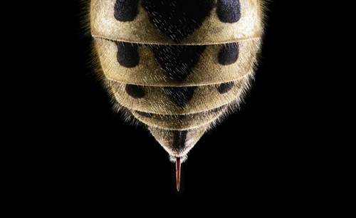 Stop bugging me 'Wasp'