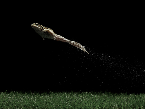 frog encounters 02