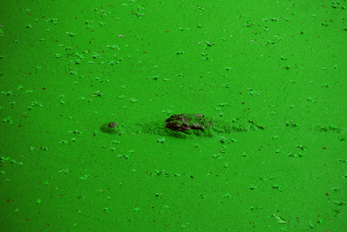 Crocodille