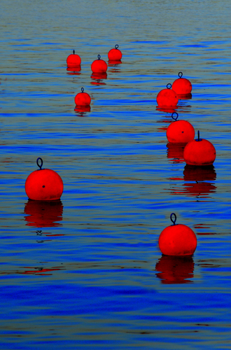 Cowberry in water