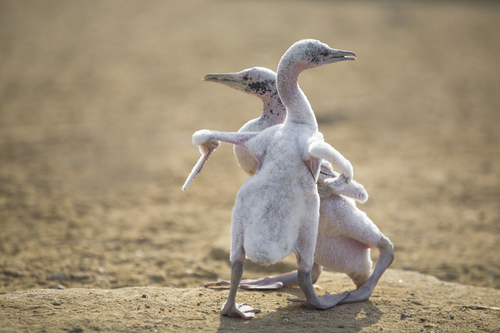 dancing under the sun