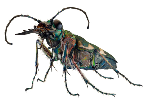 Tiger Beetle