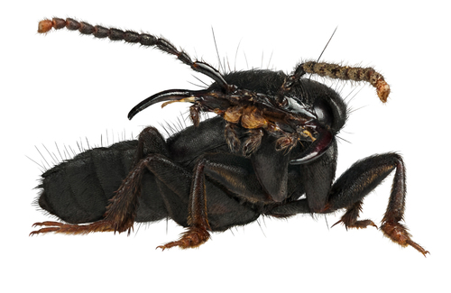Devil's Coach Horse
