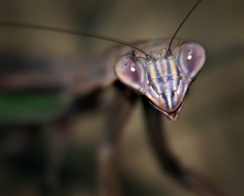 Looking at me?