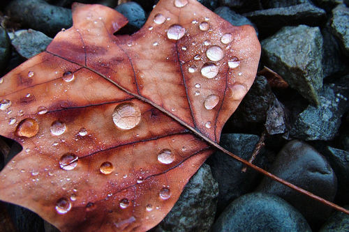 Leaf