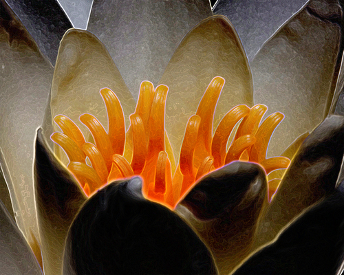 Nymphaea