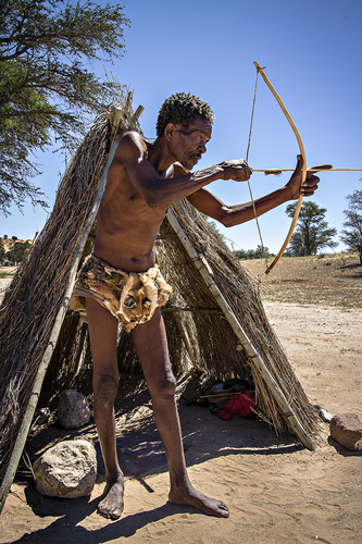 Festus the Bushmen