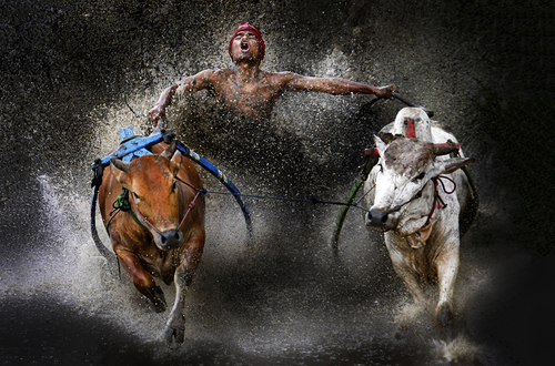 Bull Race