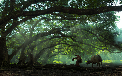 Farmer Walking Buffalo