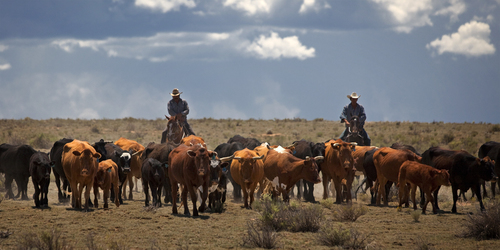 Cattle Drive