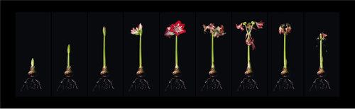 Cycles of live (Amaryllis)