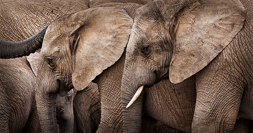 Elephant Walk