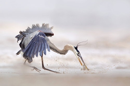 Great Blue Heron Fishing