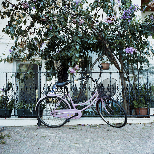 Cat on a pink bicycle