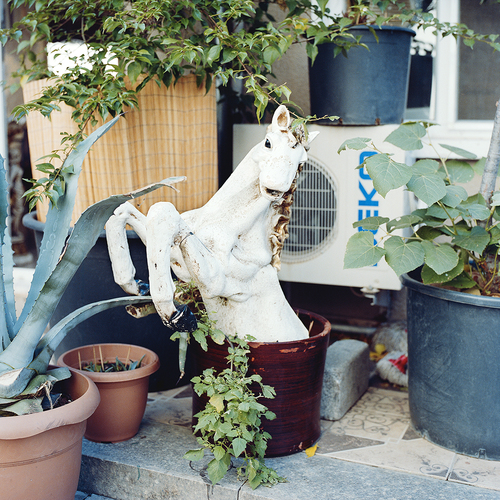 Horse in the Flower Pot