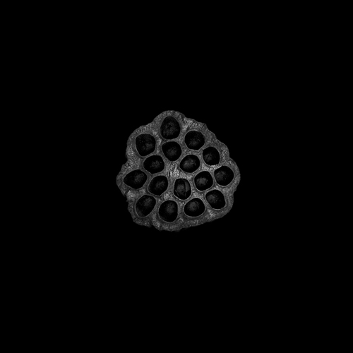 Lotus (1)