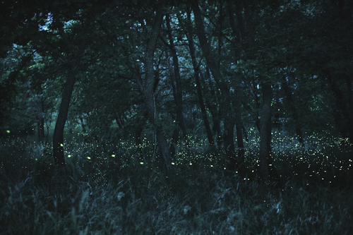 Fireflies