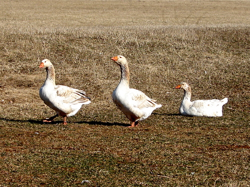 It's " DUCKS  "  in a row you idiots !s !