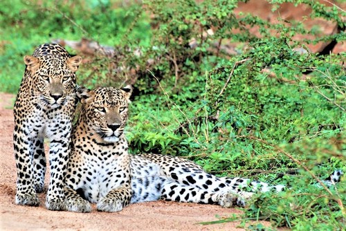 Mother and daughter, Sri Lanka
