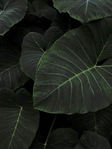 Leaves I