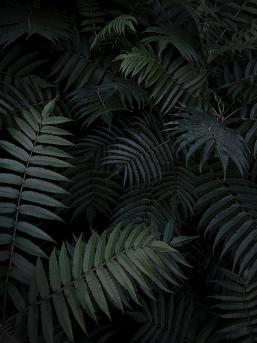 Leaves II