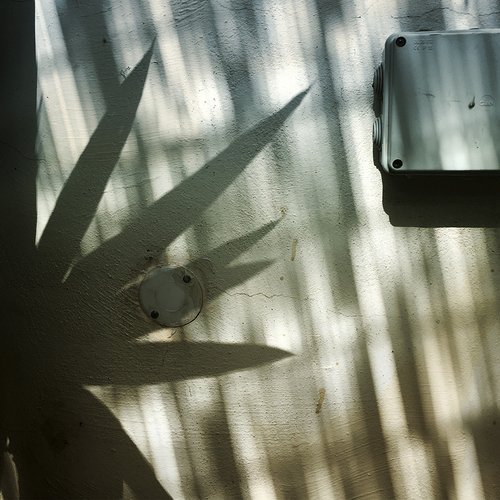 Shadow leaves