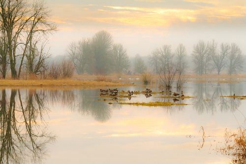 Lazy Afternoon in the Refuge