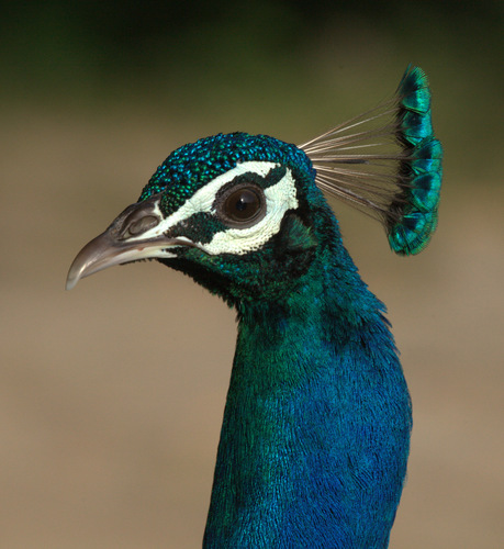 Peacock
