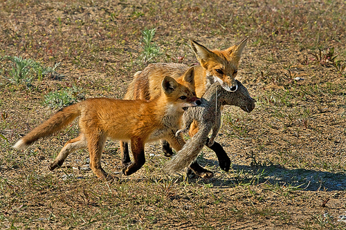 Learning to Hunt