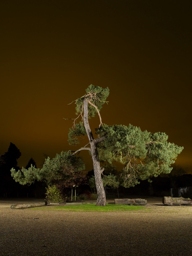 Scotts Pine 01