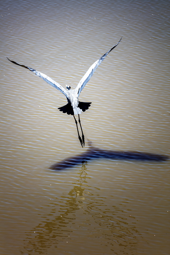 Flight