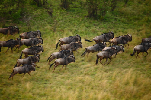the great migration 