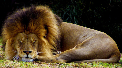 Fiercely Sleeping