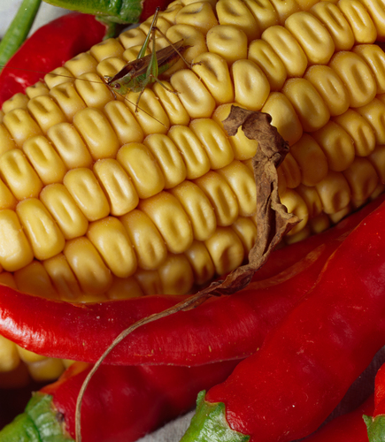 Share the Harvest
