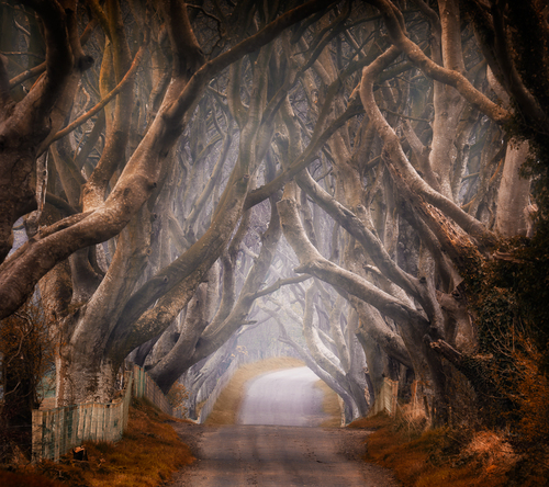 Enchanted