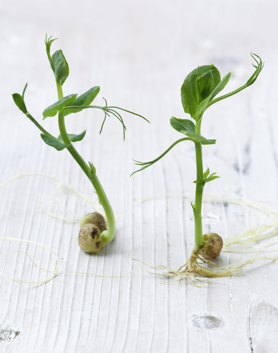 Dancing Pea shoots