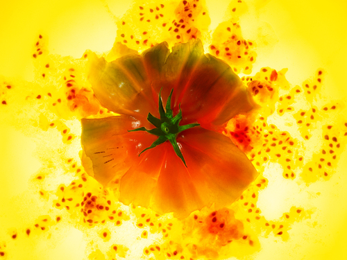 Squashed Tomato