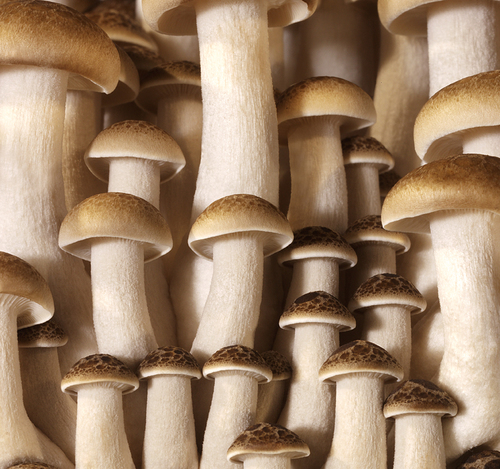 Mushrooms
