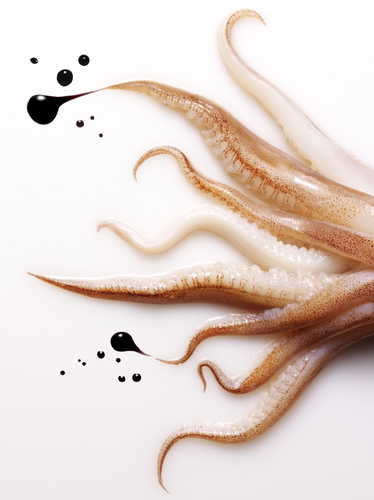 Squid Ink