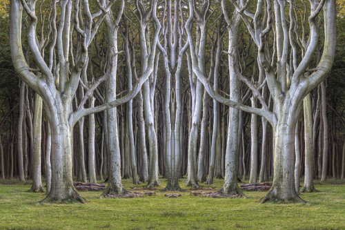 Ghost Forest