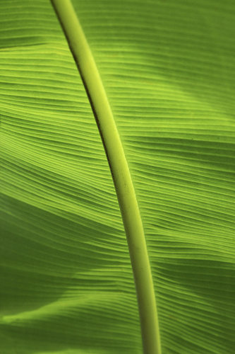 Leaf