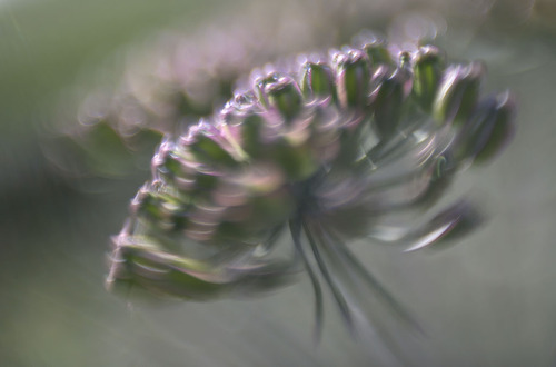 A Bouquet of Faeries