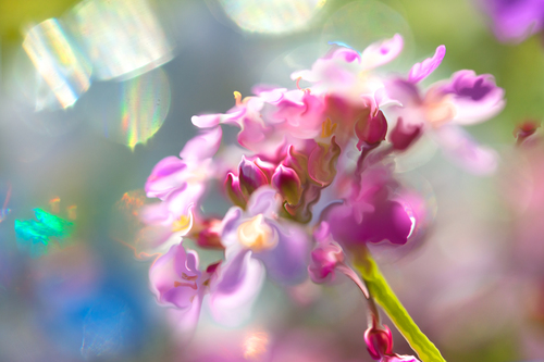 Bloom and Rainbow Sprites
