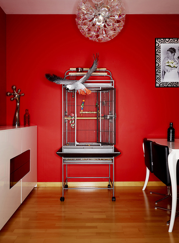 Bird Cages