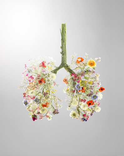 Lungs