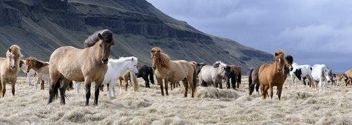 Icelandic Horses