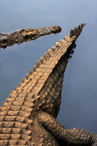 Croc 1