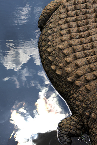 Croc 2