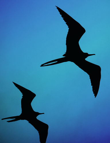 Fly high