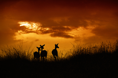 Impalas Silhouettes